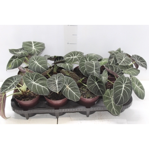 ALOCASIA BLACK P12