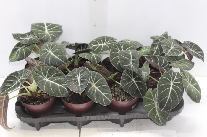 <h4>ALOCASIA BLACK P12</h4>