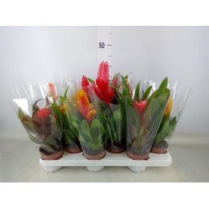 Bromelia   ...mix