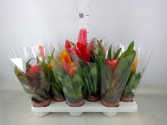 <h4>Bromelia   ...mix</h4>