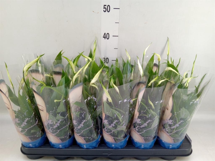 <h4>Spathiphyllum  'Alana'</h4>