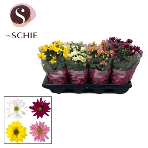Chrysanne® Enkelbloemig Mix Stadium 1-2
