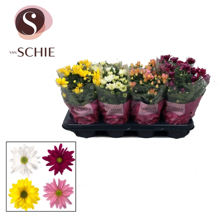 <h4>Chrysanne® Enkelbloemig Mix Stadium 1-2</h4>