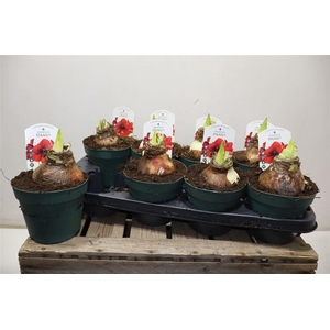 Hipp Di Amorita Danu