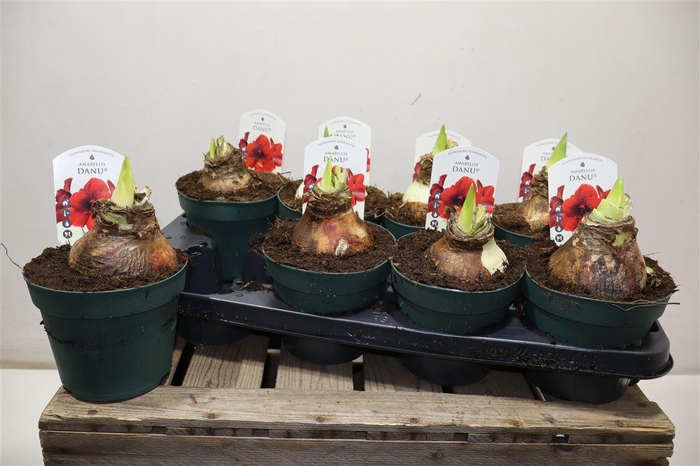 <h4>Hipp Di Amorita Danu</h4>