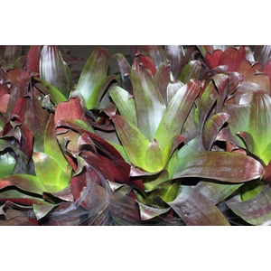 BROMELIA IMPERIAL P27 VERMELHO