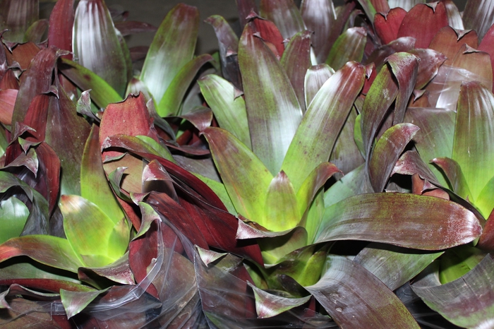 <h4>BROMELIA IMPERIAL P27 VERMELHO</h4>