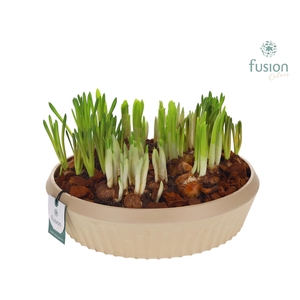 Biologisch afbreekbare schaal Large met Bollenmix