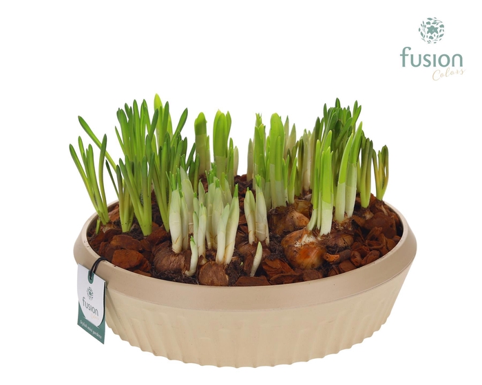 <h4>Biologisch afbreekbare schaal Large met Bollenmix</h4>