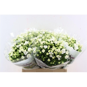 Bouv En White Sensation