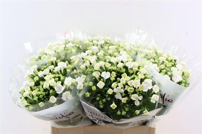 <h4>Bouv En White Sensation</h4>