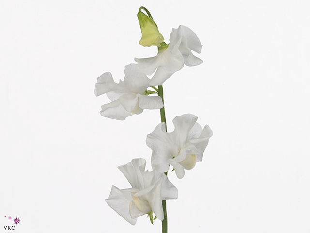 Lathyrus Sunshine White