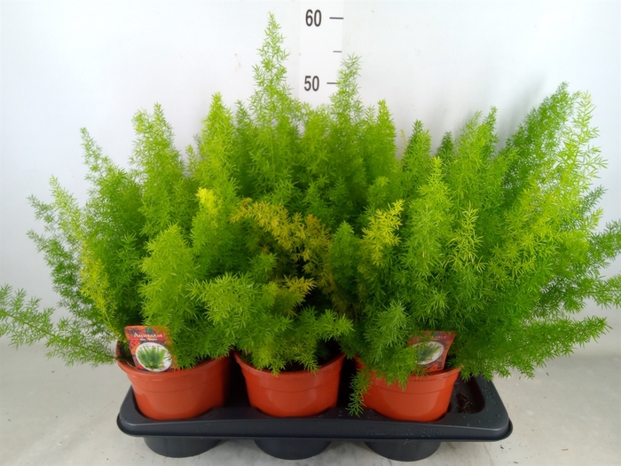 <h4>Asparagus dens. 'Meyers'</h4>