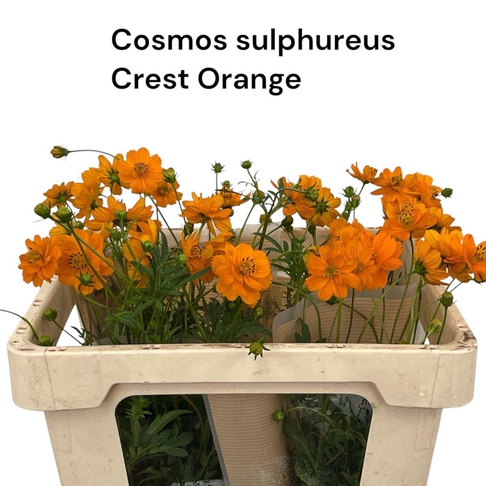 <h4>COSMOS SULPHUREUS 'CREST ORANGE'</h4>