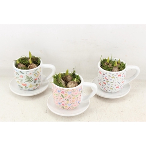 arr4 Muscari RN - Floral Faye Cups