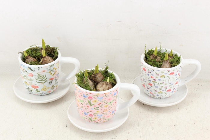 <h4>arr4 Muscari RN - Floral Faye Cups</h4>