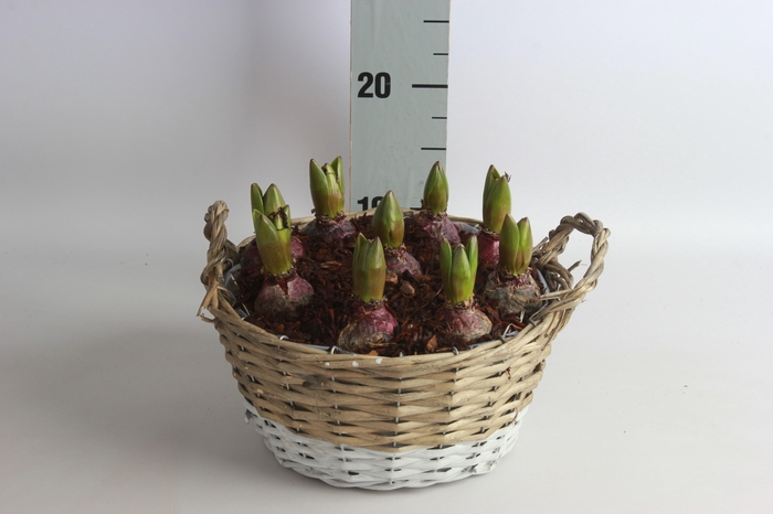 <h4>ARR HYACINTH</h4>