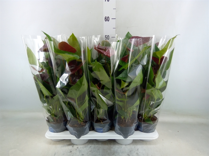 <h4>Anthurium  'Black Love'</h4>