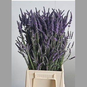Lavandula Angust Per Bos