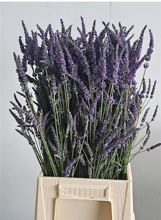 <h4>Lavandula Angust Per Bos</h4>