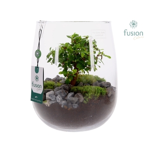 Glazen vaas met Bonsai
