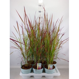 Imperata cylindrica 'Red Baron'