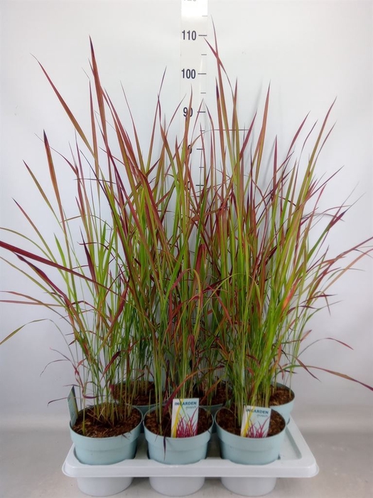 <h4>Imperata cylindrica 'Red Baron'</h4>