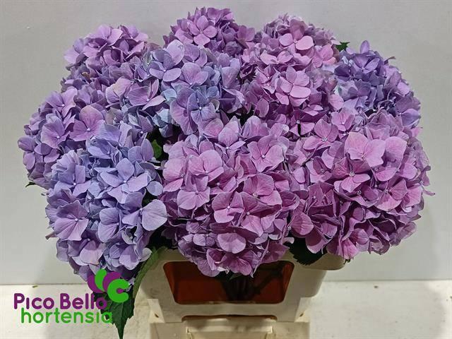 <h4>HYDR M ROYAL BENEFIT</h4>