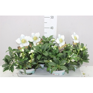 Helleborus Ni Hgc Wintergold 40+