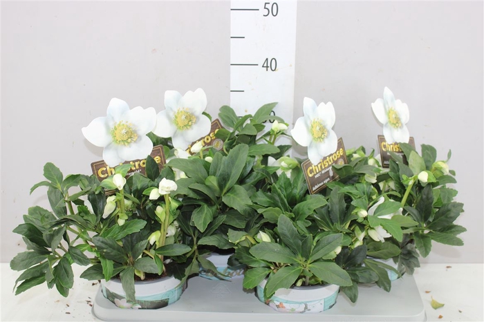 <h4>Helleborus Ni Hgc Wintergold 40+</h4>