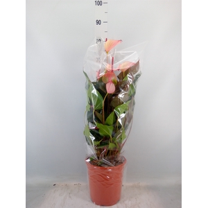 Anthurium  'Pr. Amalia Hot Lips''