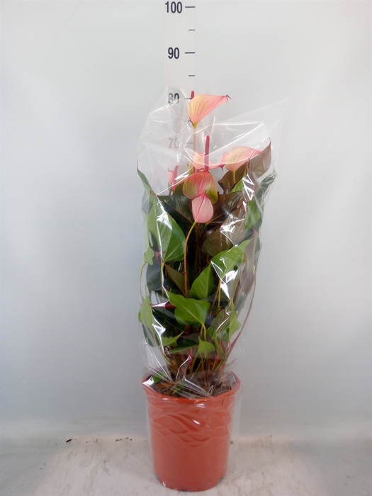 <h4>Anthurium  'Pr. Amalia Hot Lips''</h4>