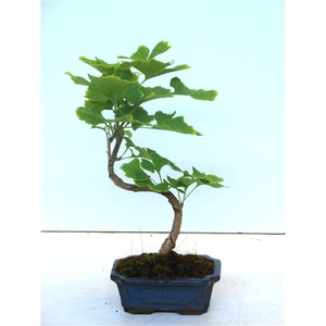 Ginkgo biloba shape