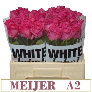 R Gr Purple Star A2 Meijer