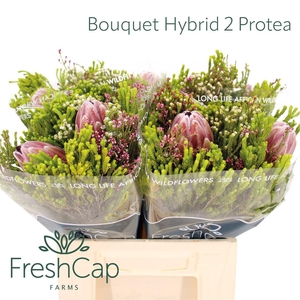 Bouquet Hybrid 2 Protea