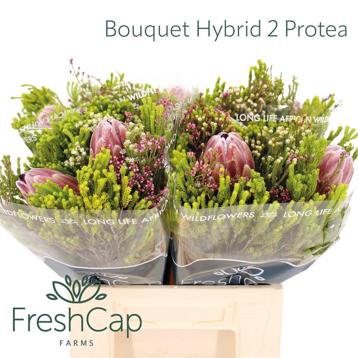 <h4>Bouquet Hybrid 2 Protea</h4>