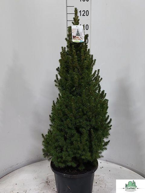 <h4>PICEA GL PERFECTA P32 120CM</h4>