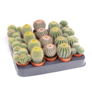 Notocactus Mix