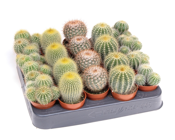 <h4>Notocactus Mix</h4>