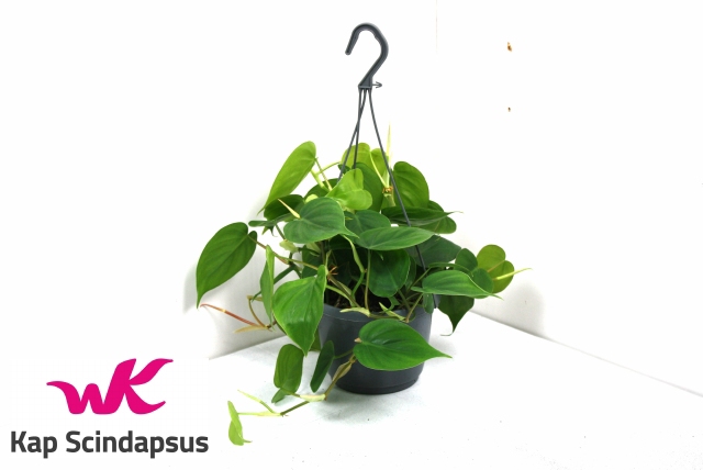 Philodendron Scandens 14Ø 30cm