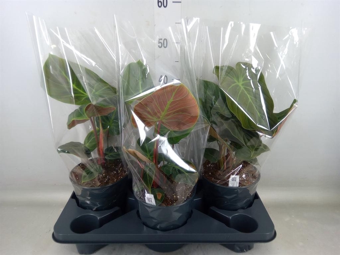 <h4>Philodendron   ...</h4>