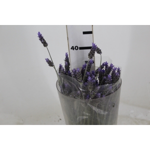 LAVANDULA CORTE 030 CM