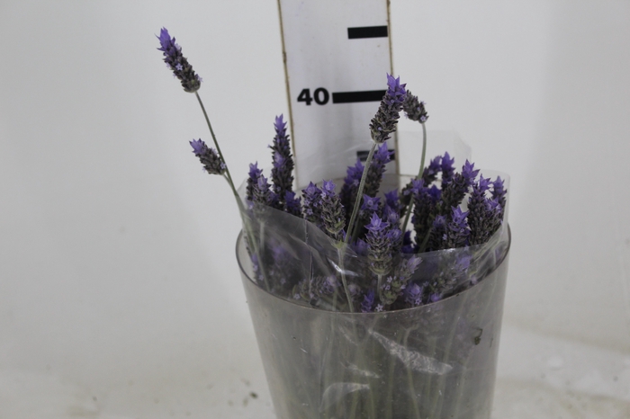 <h4>LAVANDULA CORTE 030 CM</h4>