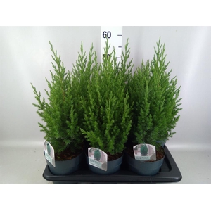 Juniperus chinensis 'Stricta'