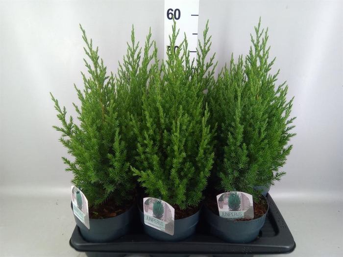 <h4>Juniperus chinensis 'Stricta'</h4>