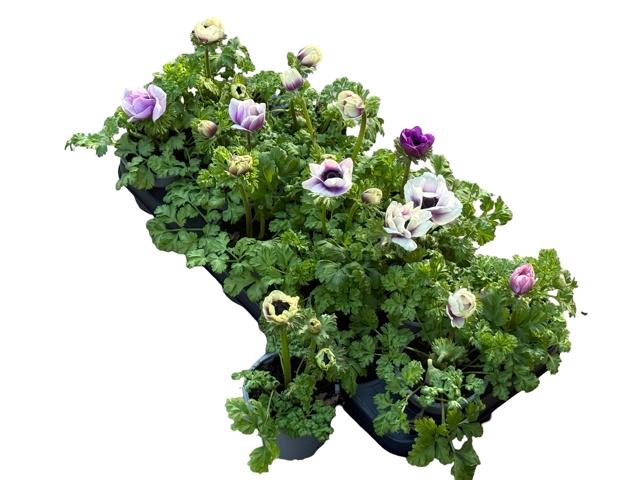 <h4>ANEM CO HARM PEARL</h4>