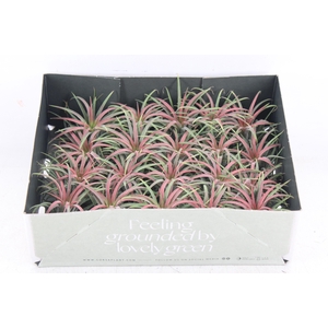 arr3 CP - Till. Ionantha rood x20
