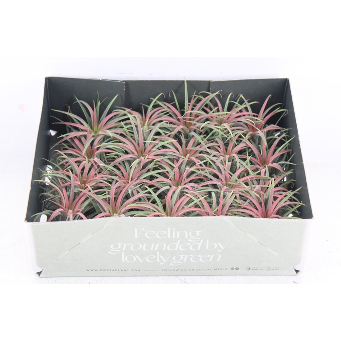 <h4>Arr3 Cp - Till. Ionantha Rood X20</h4>