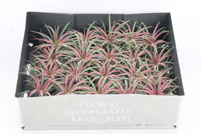 <h4>arr3 CP - Till. Ionantha rood x20</h4>