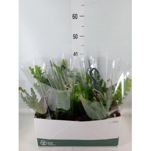 Epiphyllum anguliger